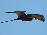 Galapagos 1-2-10 Bachas Frigatebird I constantly looked up to see birds swooping overhead on Bachas beach. Here is a male magnificent frigatebird.